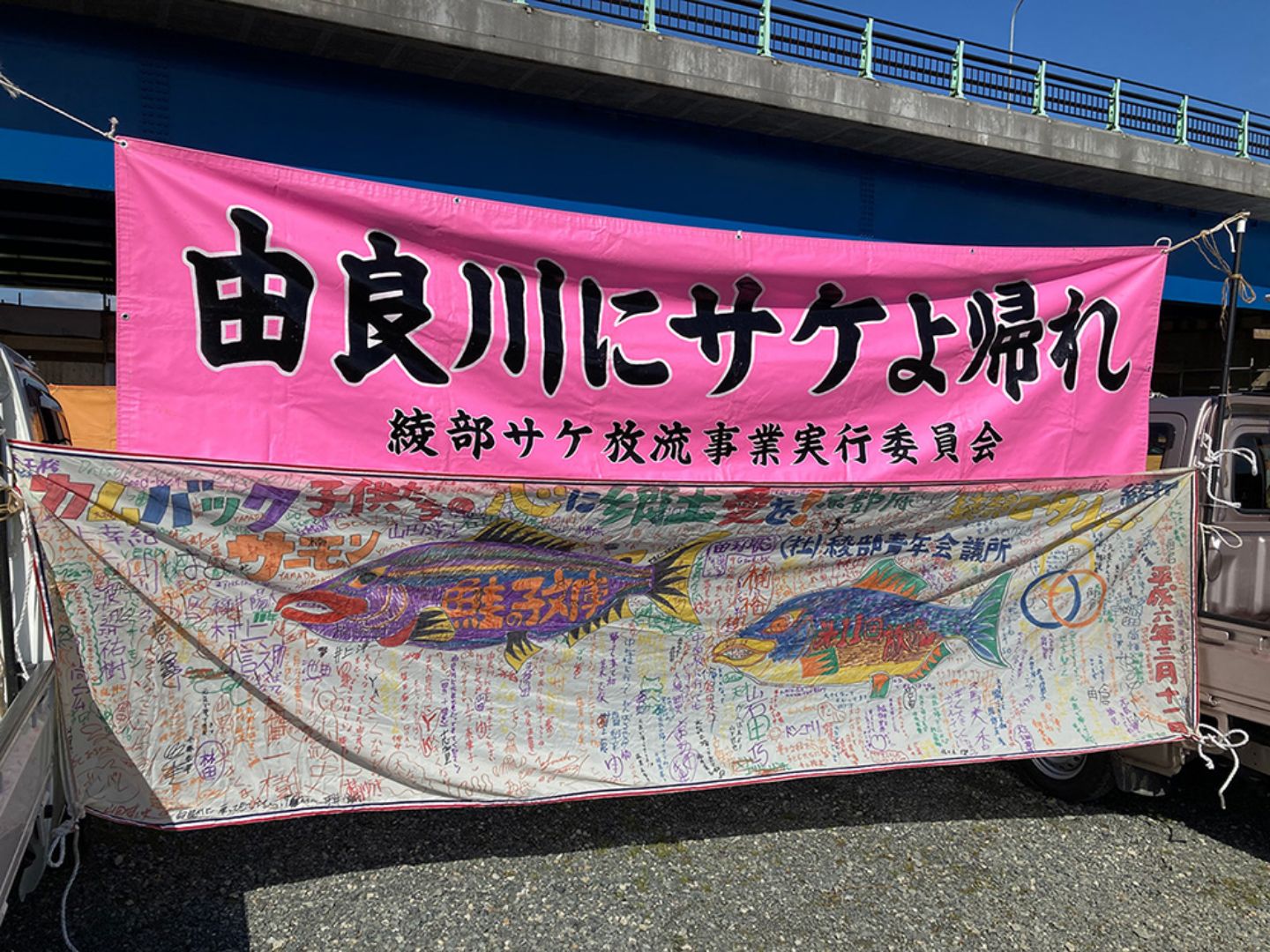 由良川のサケ保全活動の様子