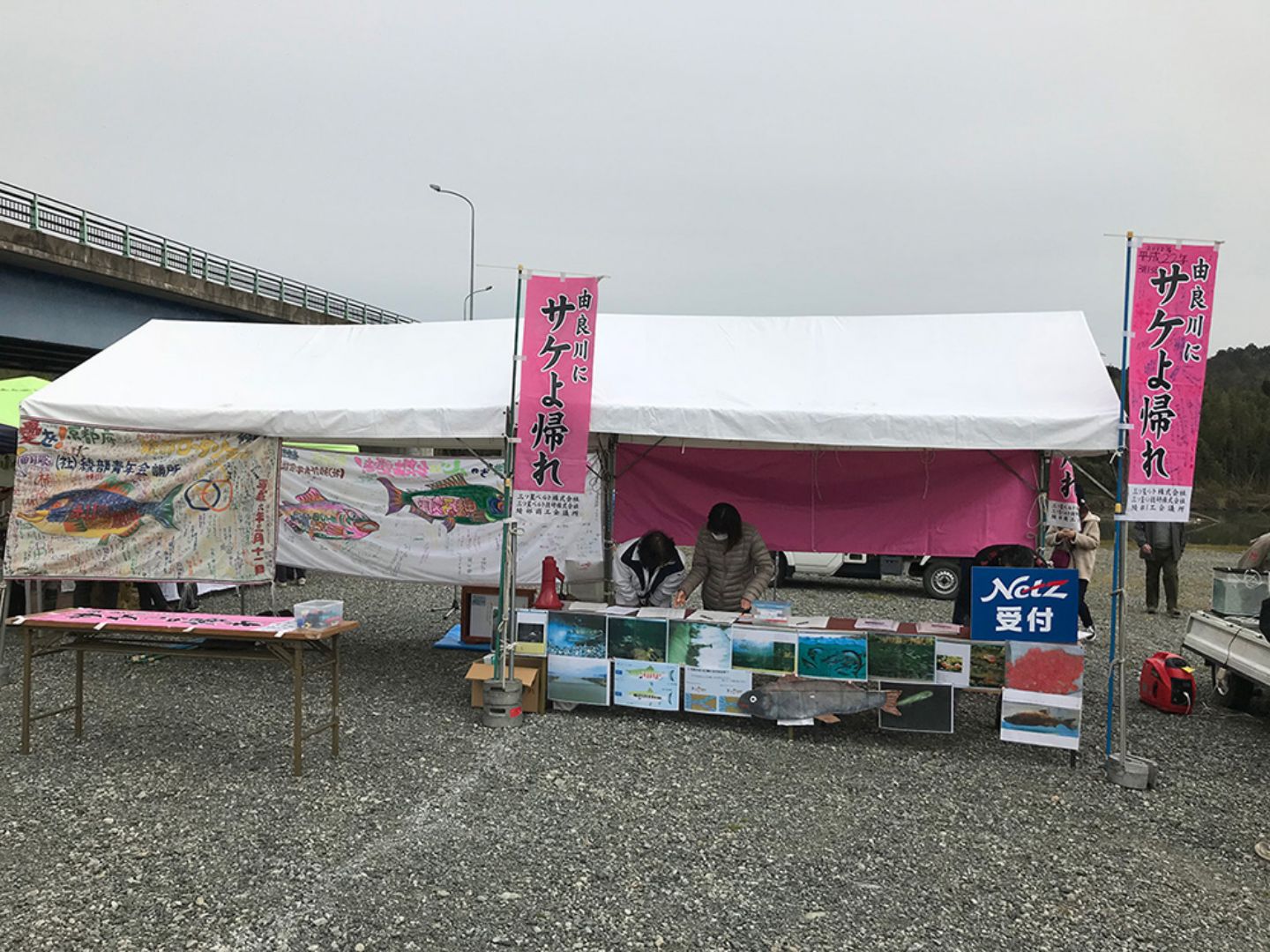 由良川のサケ保全活動の様子