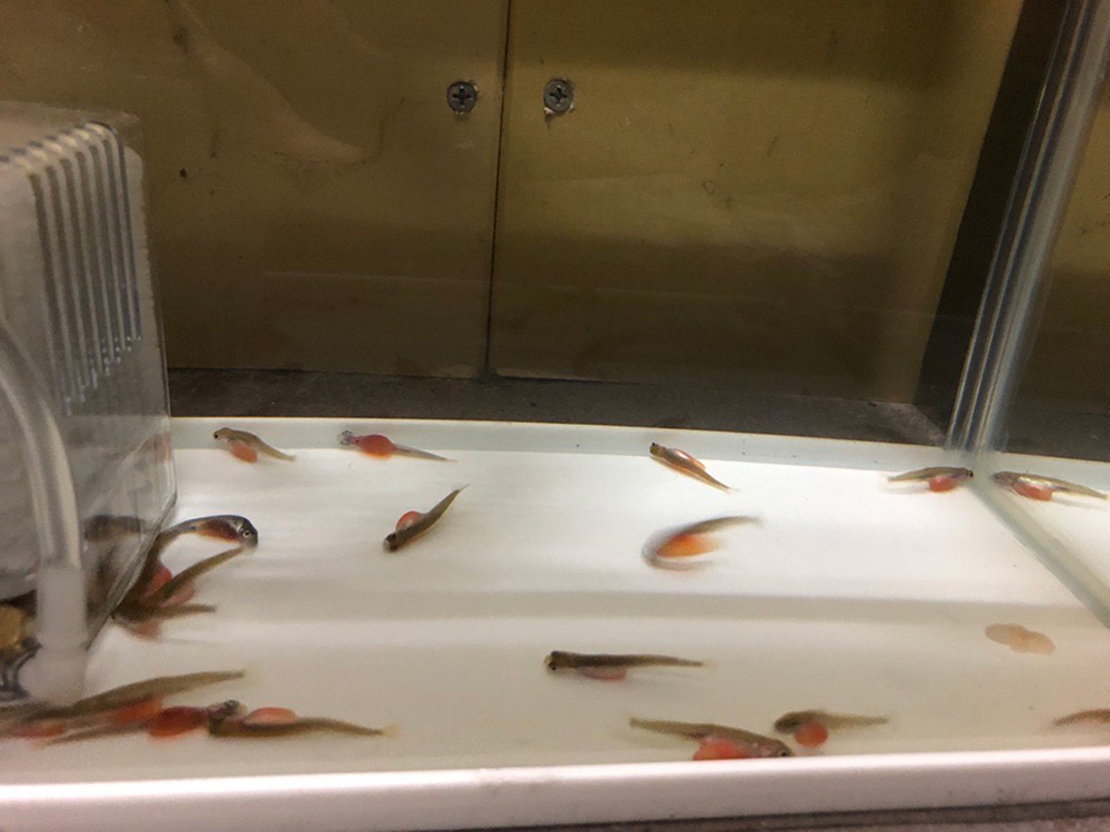 ③さいのうを持った稚魚に